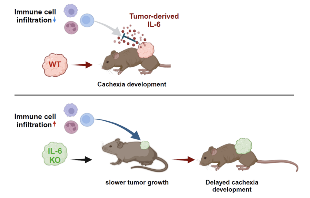 Depleting the cachectic factor IL-6 from tumors increases tumor immune infiltration and slows down tumor growth, but it does not prevent cachexia although circulating IL-6 is not elevated.